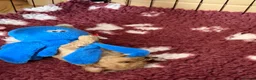 Cockapoo dogs for sale: Stunning Cockapoo Puppies — Homes for Life Only in Banbury - Advert 7
