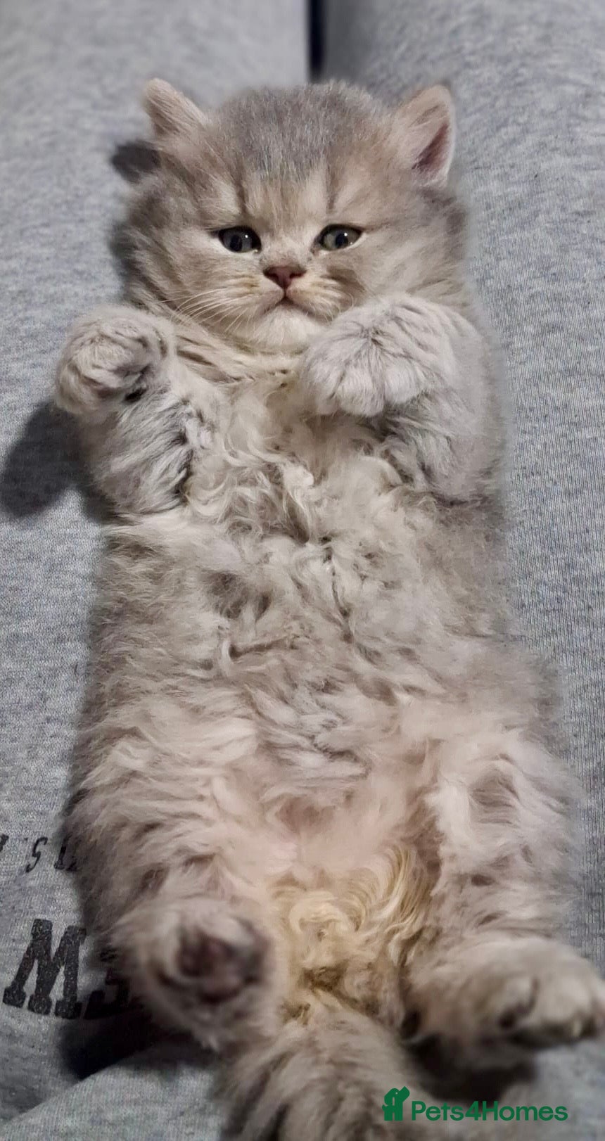 Persian cats HEALTH TESTED CHINCHILLA PERSIAN BRITISH LONGHAIR - Advert 6