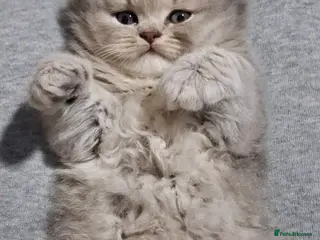 Persian cats HEALTH TESTED CHINCHILLA PERSIAN BRITISH LONGHAIR - Advert 6