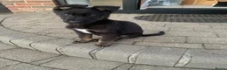 German Shepherd dogs for sale: Mrs Jas Padda  - Advert 21