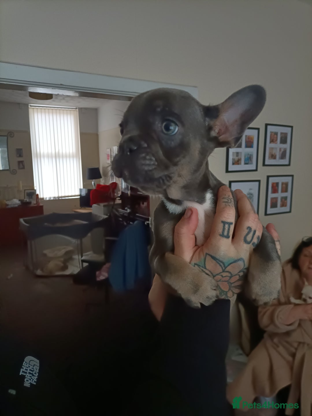 French Bulldog dogs for sale: 4 month old male french bulldog  - Advert 2