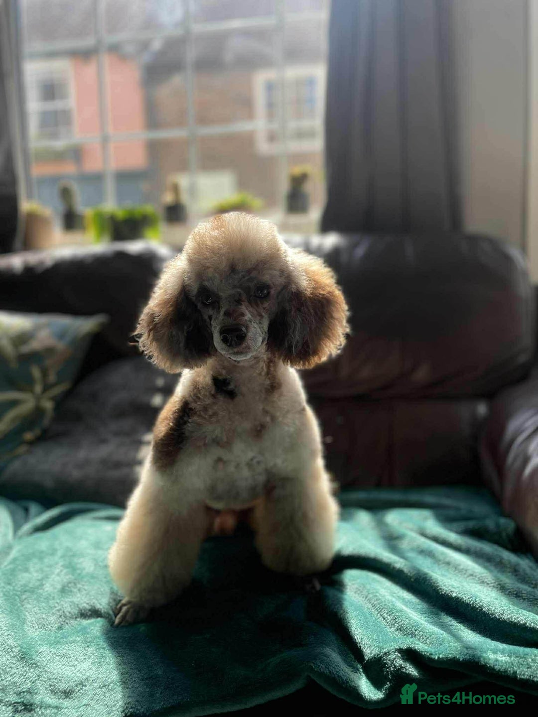 Cockapoo dogs for sale: 🐾 ADORABLE COCKAPOO PUPPIES FOR SALE! 🐾 - Advert 10