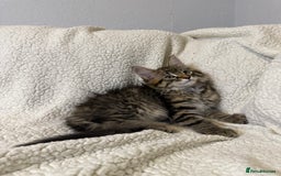 Mixed Breed cats for sale: Stunning Maine Coon x Norwegian Forest Kittens  - Image 9