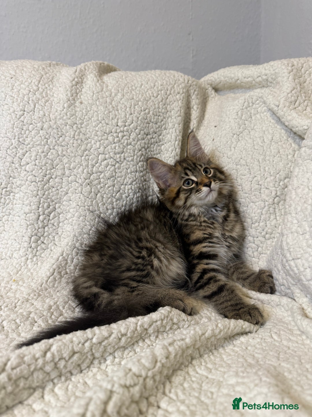 Mixed Breed cats for sale: Stunning Maine Coon x Norwegian Forest Kittens  - Image 9