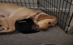Labrador Retriever dogs for sale: 9 Gorgeous Labrador Puppies  - Image 11