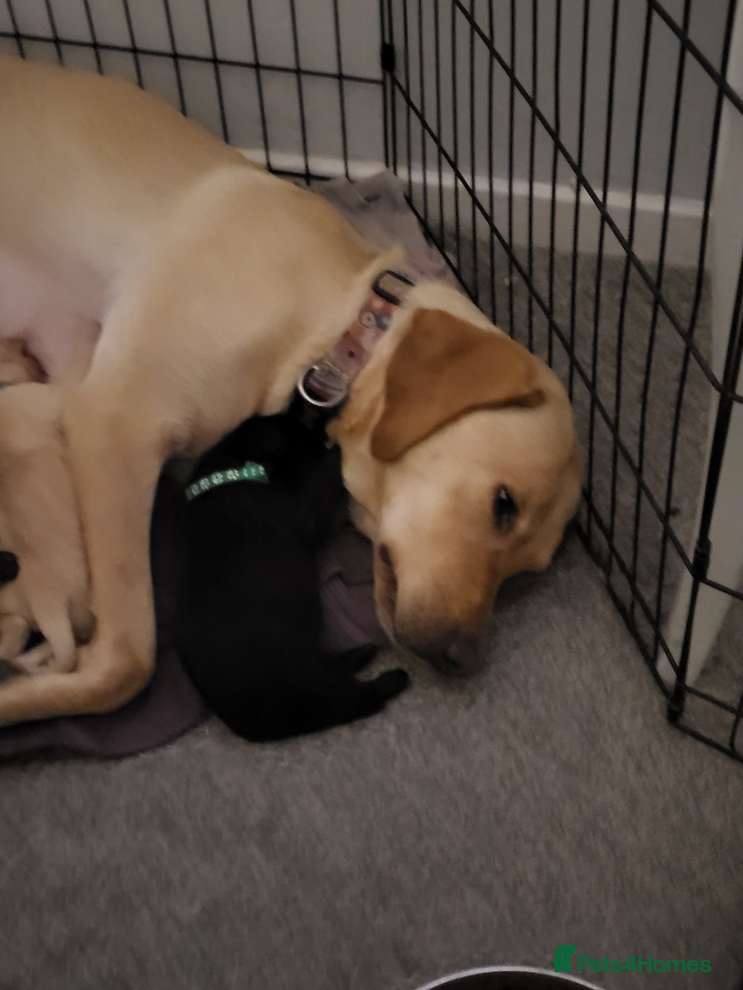 Labrador Retriever dogs for sale: 9 Gorgeous Labrador Puppies  - Image 11