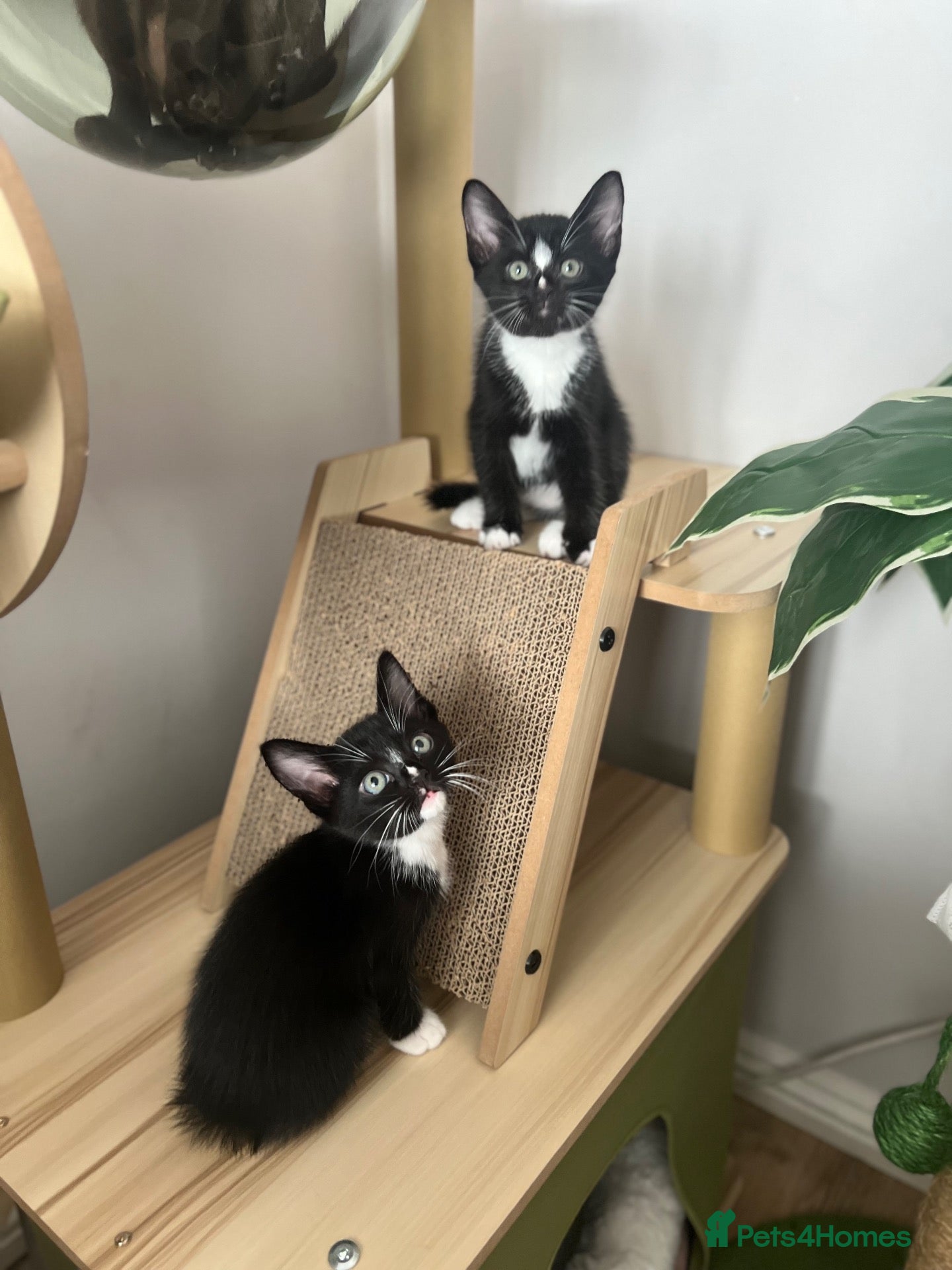 Burmese cats Ready Now! Burmese X Kittens - Only 2 left - Advert 11