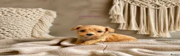 Maltipoo dogs for sale: 5 Wonderful pups looking. for forever home - Advert 10