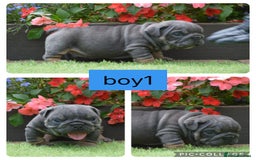 English Bulldog dogs for sale: Outstanding English bulldog puppies  - Image 2