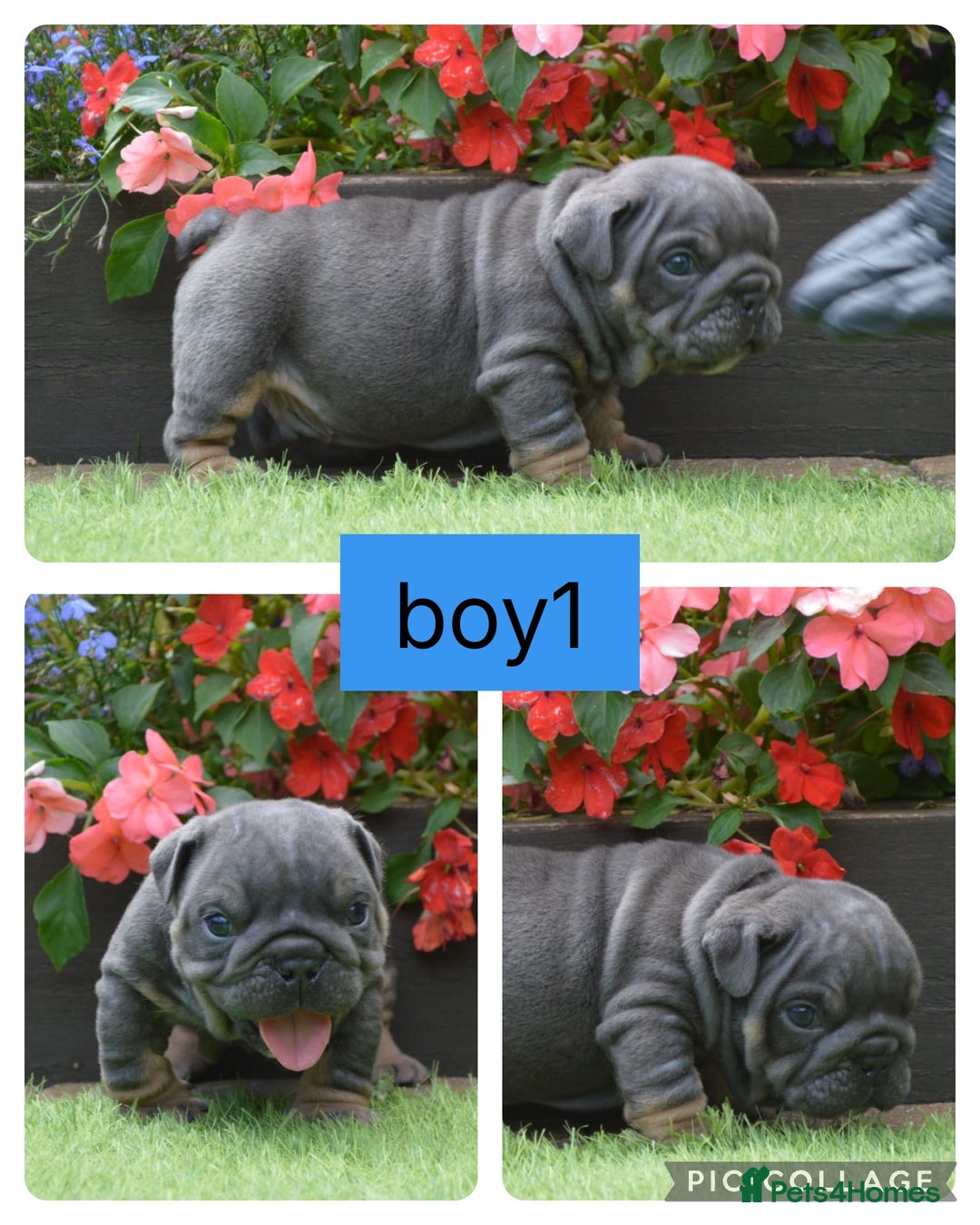 English Bulldog dogs for sale: Outstanding English bulldog puppies  - Image 2