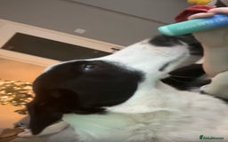 Border Collie dogs for sale: 1 year old border collie(boy) - Image 3