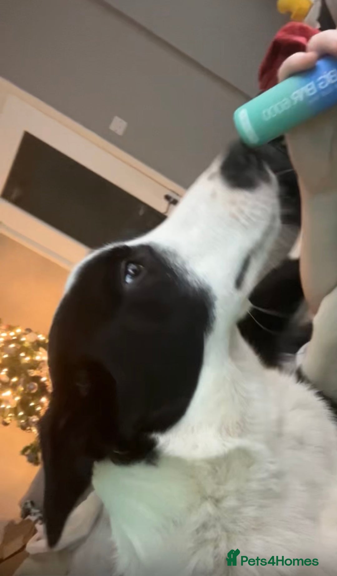 Border Collie dogs for sale: 1 year old border collie(boy) - Image 3