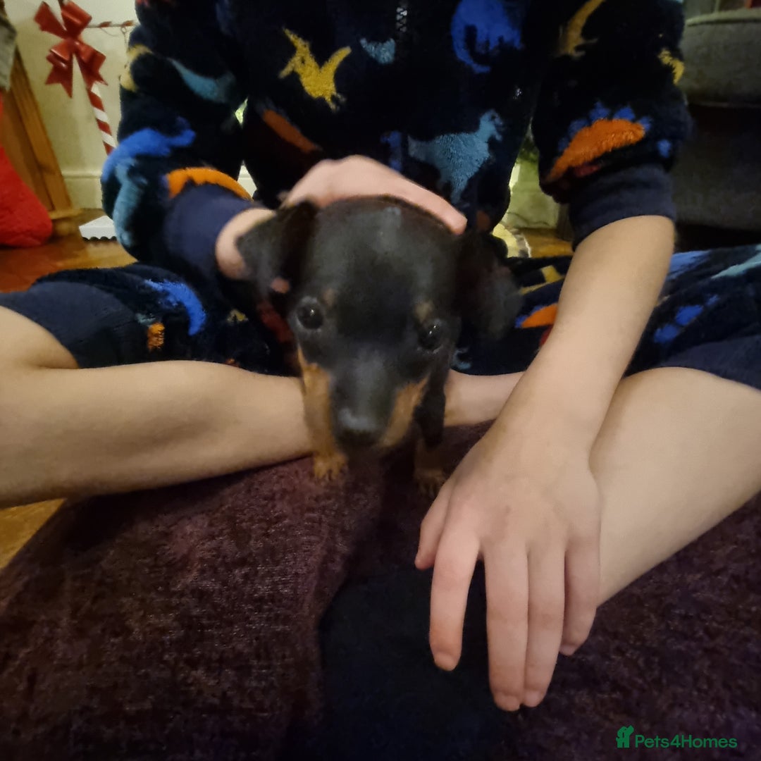 Miniature Pinscher dogs for sale: Miniature pinscher pups - Advert 24