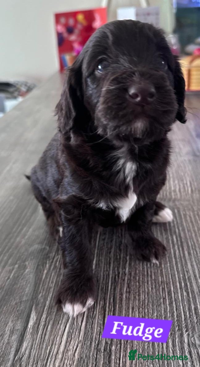 Cockapoo dogs Only 3 left 🍫 Meet Our Chocolate Cockapoos 🍫 - Advert 2