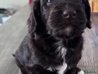 Cockapoo dogs Only 3 left 🍫 Meet Our Chocolate Cockapoos 🍫 - Advert 2