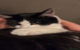 British Shorthair cats for sale: Male cat  - Image 2