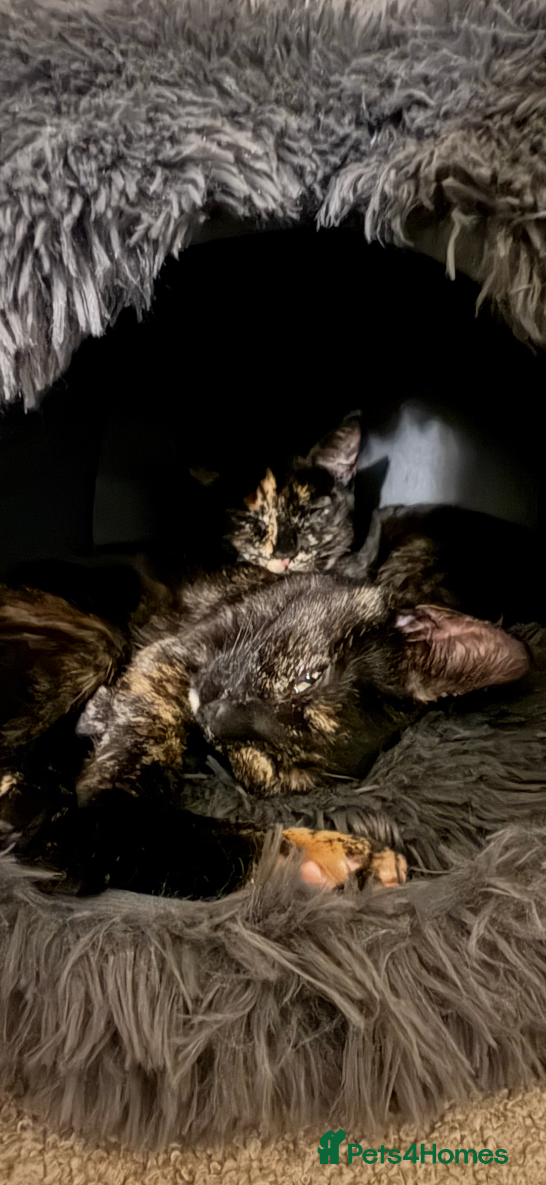 British Shorthair cats for sale: Bonded tortie kittens looking for forever home - Advert 11