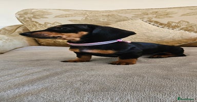 Dachshund dogs - Advert 9