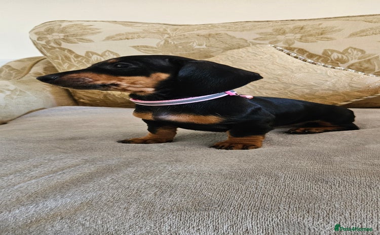 Dachshund dogs - Advert 3