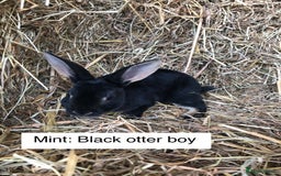 Rex rabbits for sale: Beautiful Purebred Velvet Mini Rex babies  - Image 5