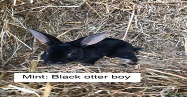 Rex rabbits - Advert 12