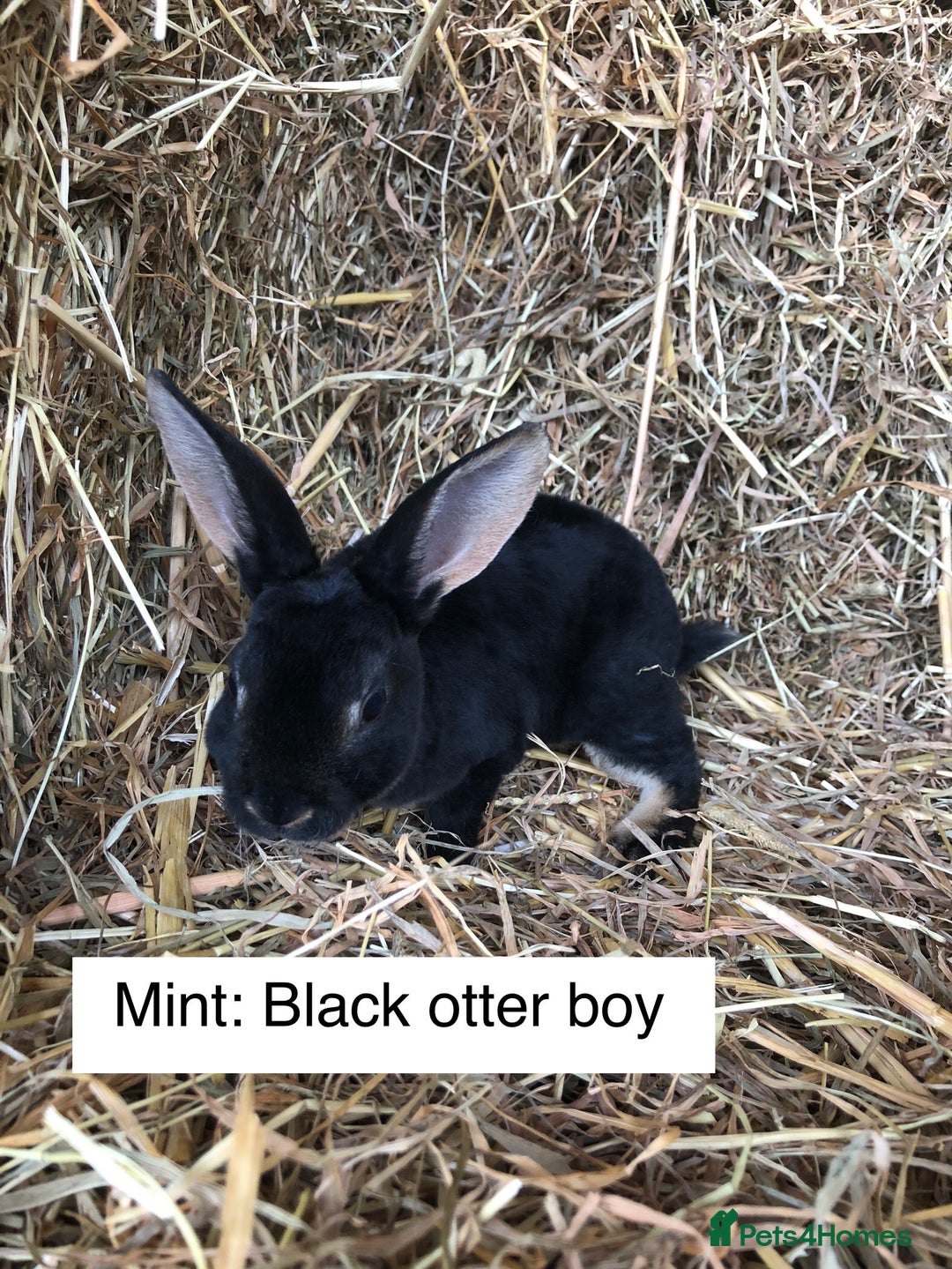Rex rabbits for sale: Beautiful Purebred Velvet Mini Rex babies  - Image 5