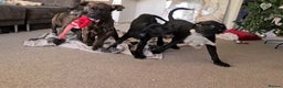 Cane Corso dogs for sale: READY TO LEAVE! BIG, CHUNKY Cane Corso puppies! - Advert 12