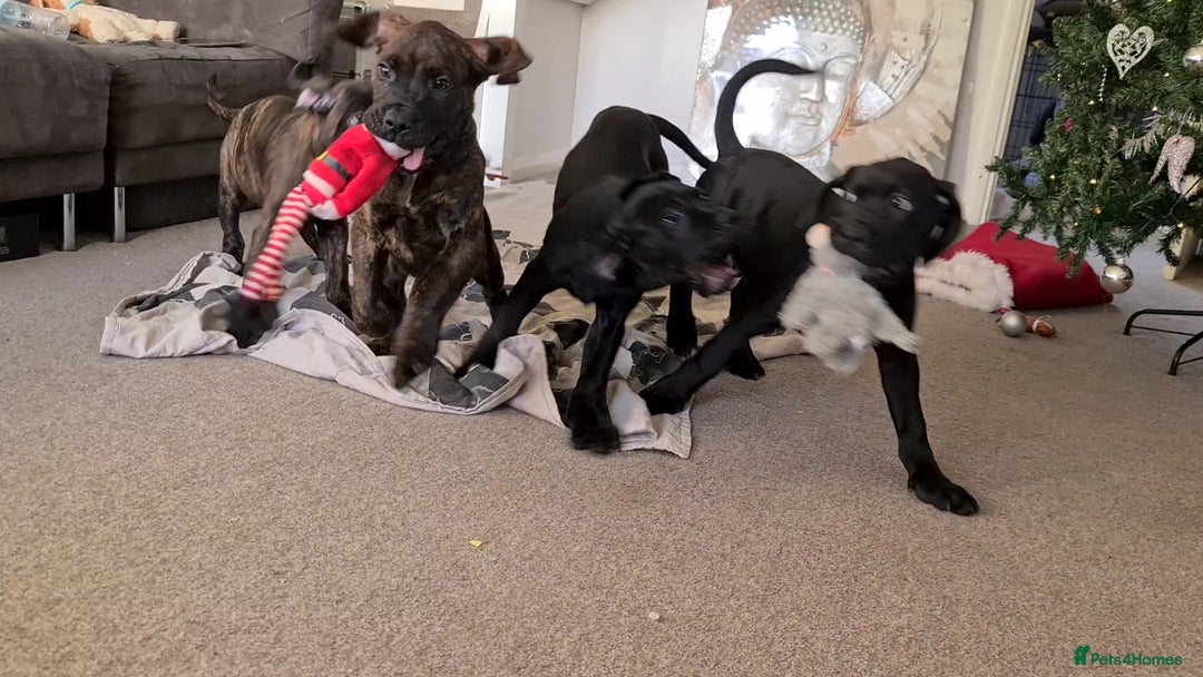 Cane Corso dogs for sale: READY TO LEAVE! BIG, CHUNKY Cane Corso puppies! - Advert 12
