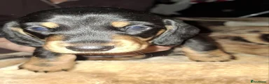 Miniature Dachshund Puppy 2