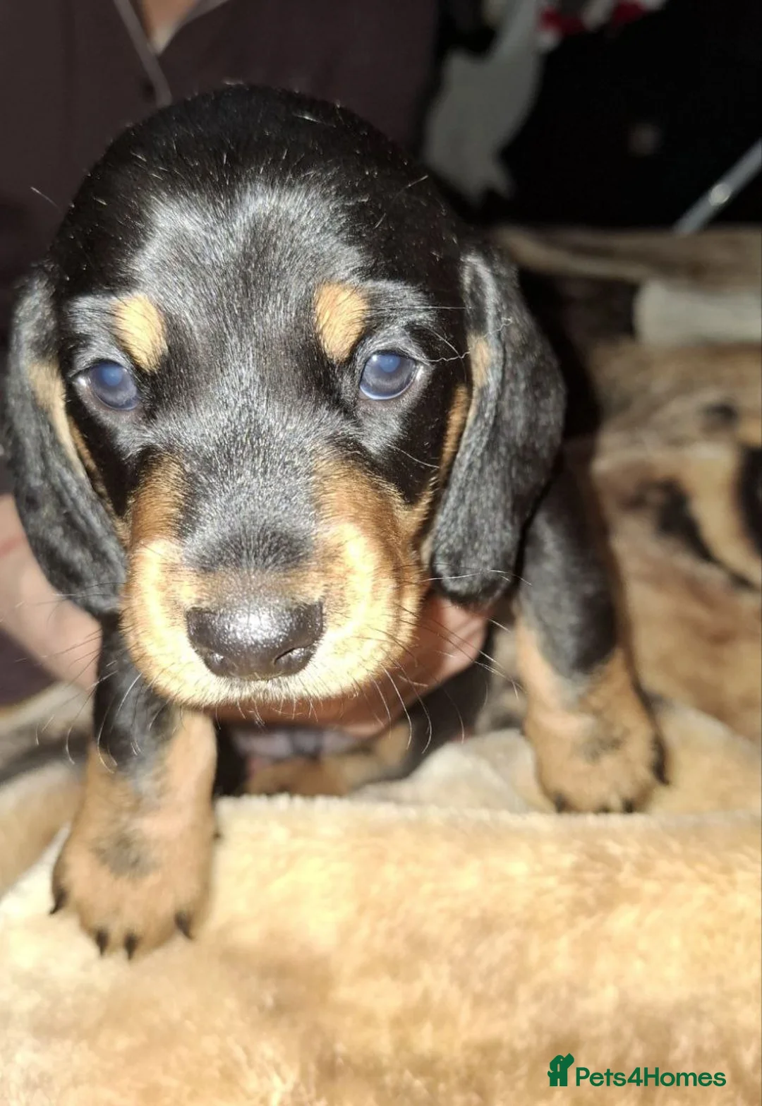 Miniature Dachshund dogs for sale: MAGNIFICENT DACHSHUND PUPPIES in Edinburgh - Advert 5