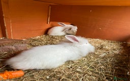 Mini Lion Lop rabbits for sale: Baby male rabbits ready now  - Image 6