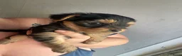 Yorkshire Terrier dogs for sale: Yorkshire Terrier puppies 🐶  - Advert 5