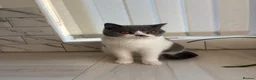 British Shorthair cats for sale: Blue and white British shorthair  - Advert 3