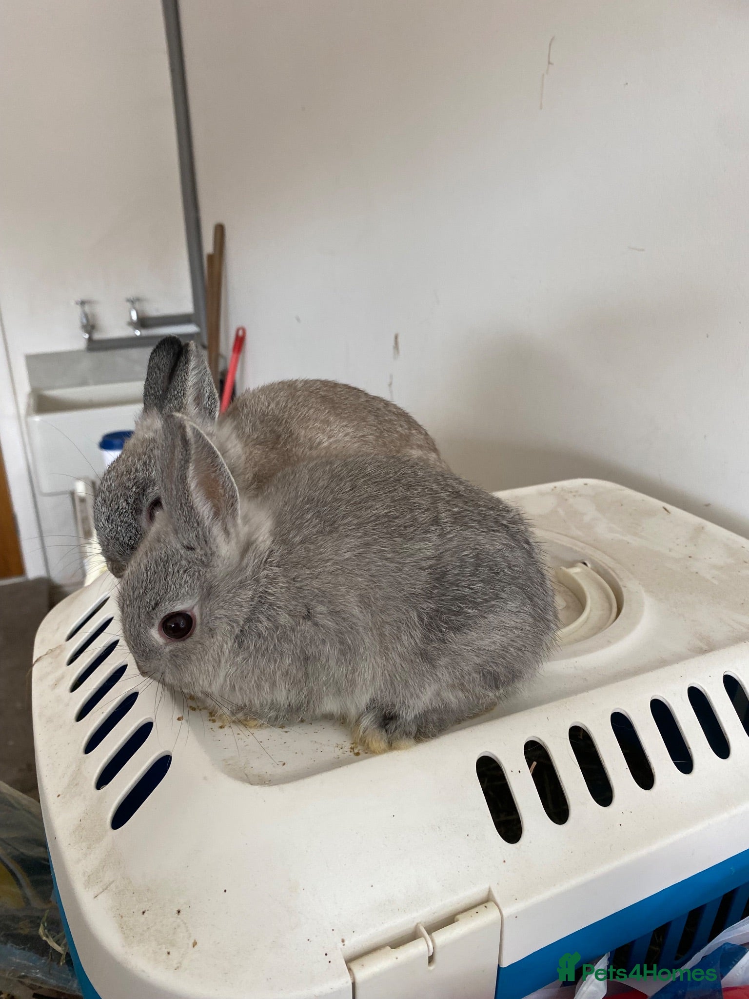 Netherland Dwarf rabbits Beautiful Netherland Dwarf baby buck - Advert 13