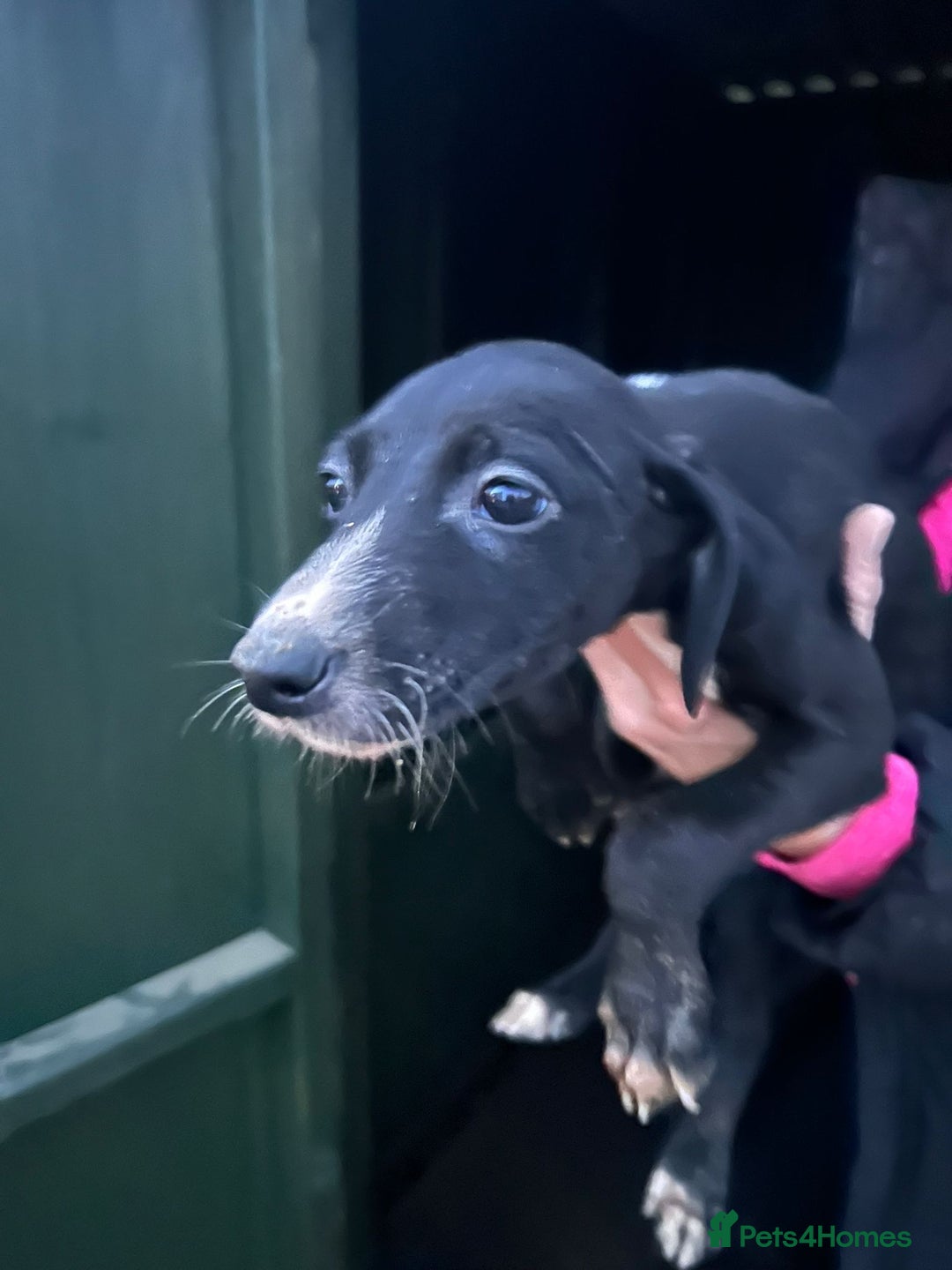 Mixed Breed dogs for sale: Saluki puppies - Advert 7