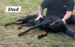 Rottweiler dogs for sale: KC Registered Rottweiler Puppies excellent lineage - Image 23