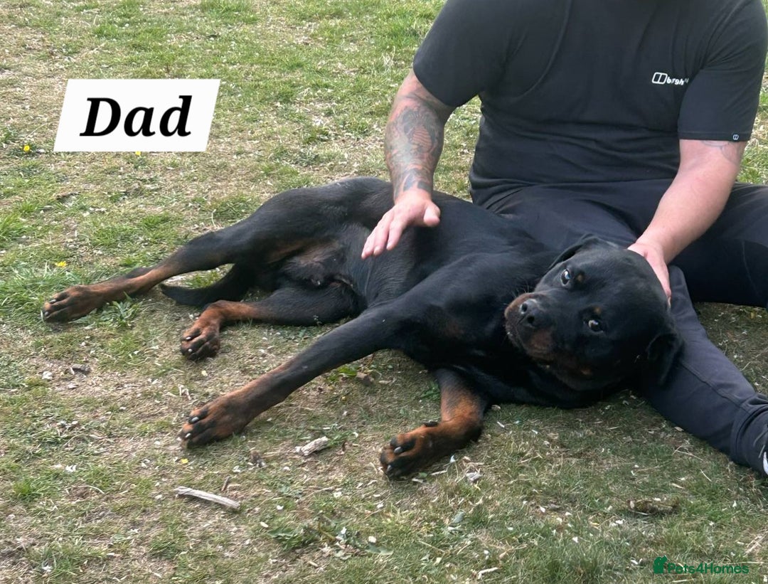 Rottweiler dogs for sale: KC Registered Rottweiler Puppies excellent lineage - Image 23