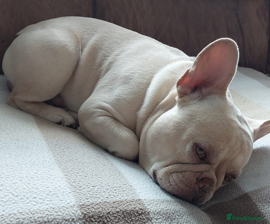 French Bulldog dogs for stud: 5 PANEL HEALTH CLEAR CHARLIE VERY WELL PROVEN! - Image 22