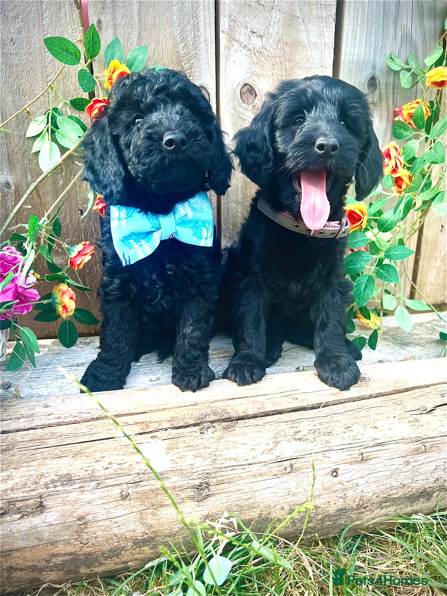 Cockapoo dogs 🐾Quality  Cockapoo  Boys Ready Now  - Advert 12