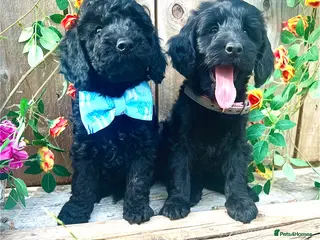Cockapoo dogs 🐾Quality Cockapoo Boys Ready Now - Advert 12