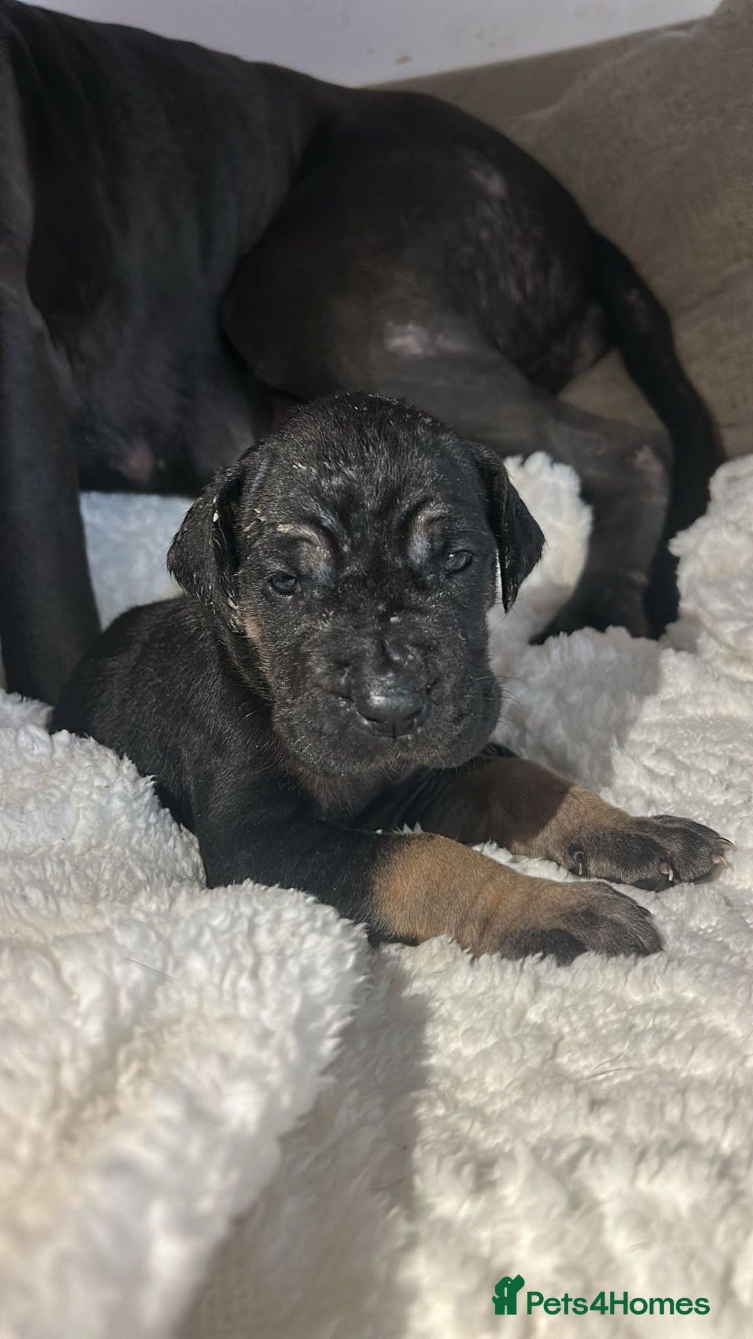 Great Dane dogs for sale: Great dane puppies for sale  - Image 17