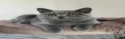 British Shorthair cats for sale: Pedigree British Shorthair Kittens (READY) - Advert 2