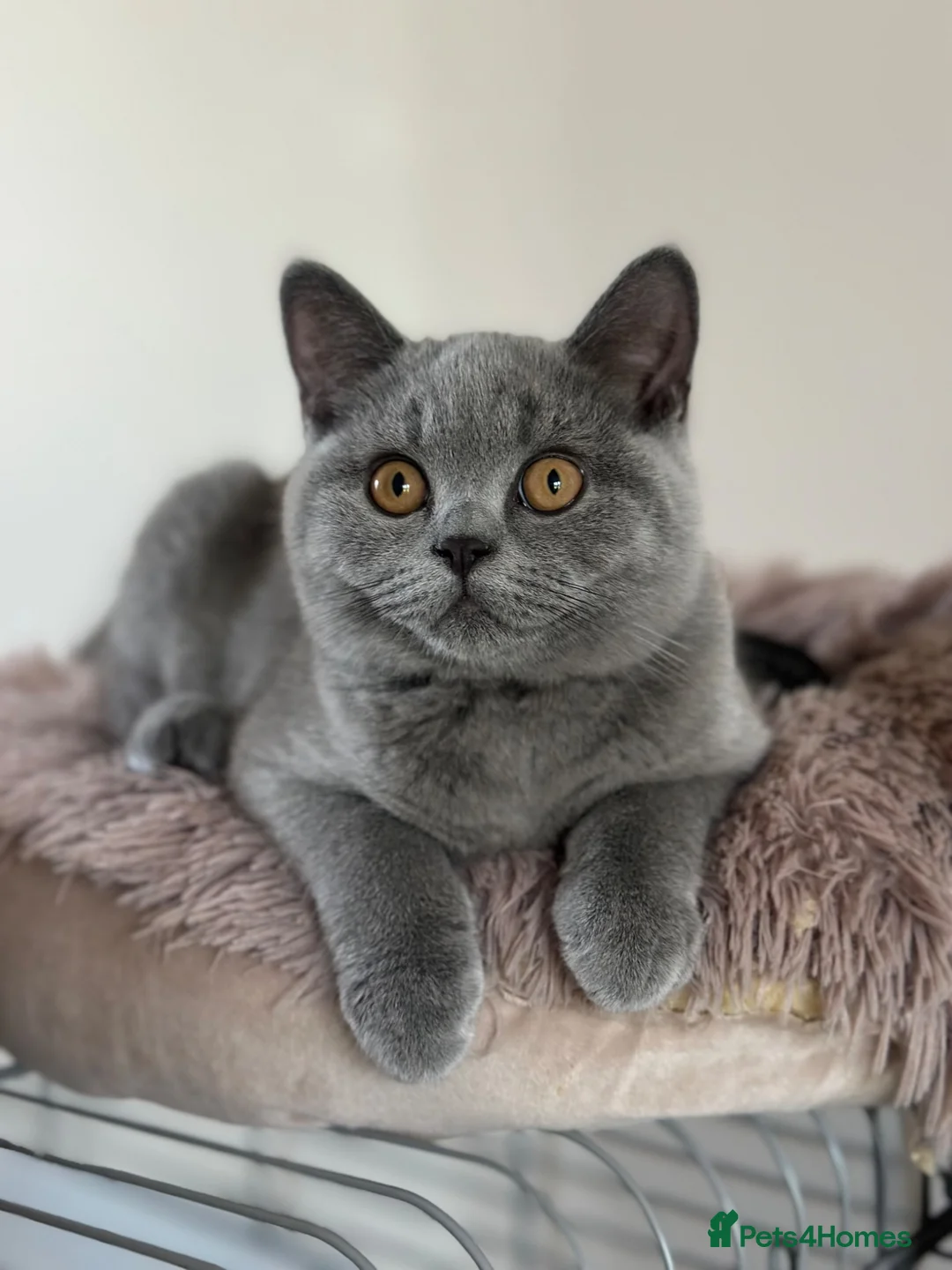 British Shorthair cats for sale: Pedigree British Shorthair Kittens (READY) - Advert 2