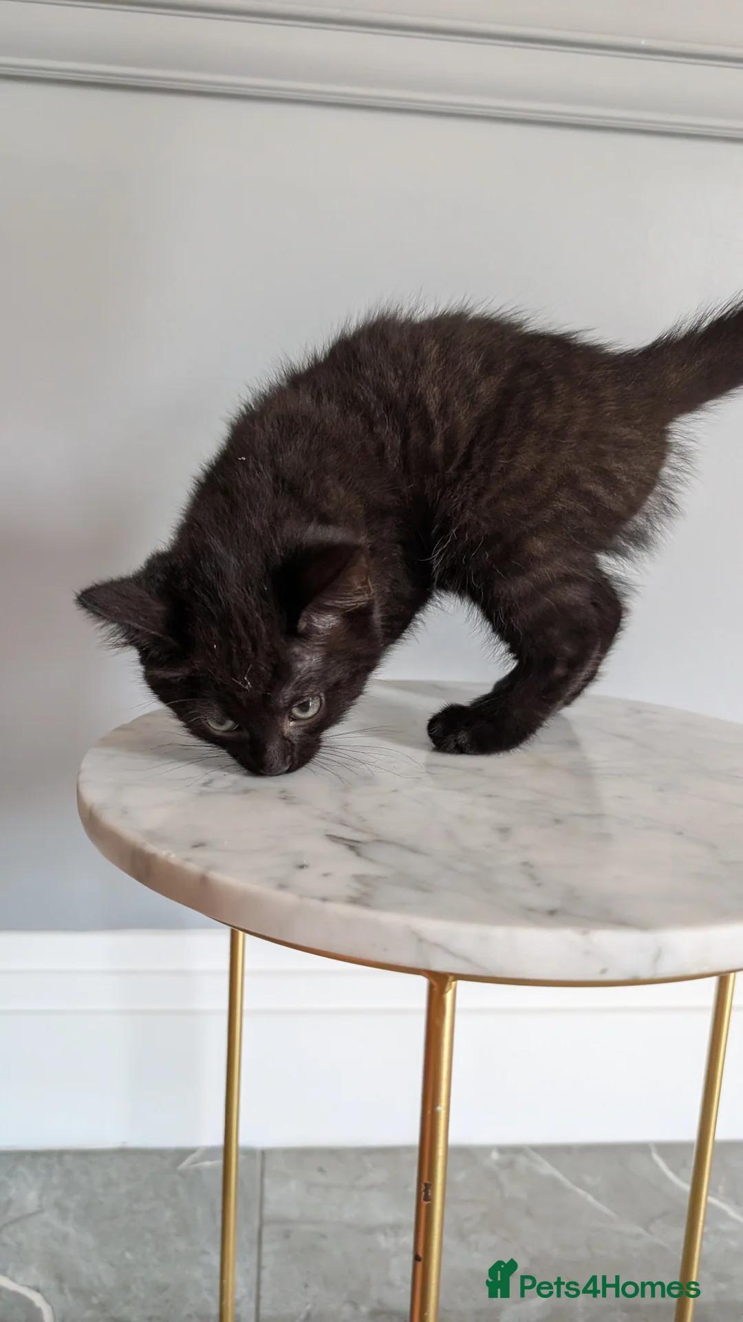 Mixed Breed cats for sale: Beautiful Ragdoll Cross & Tabby Kittens. Ready Now - Advert 2