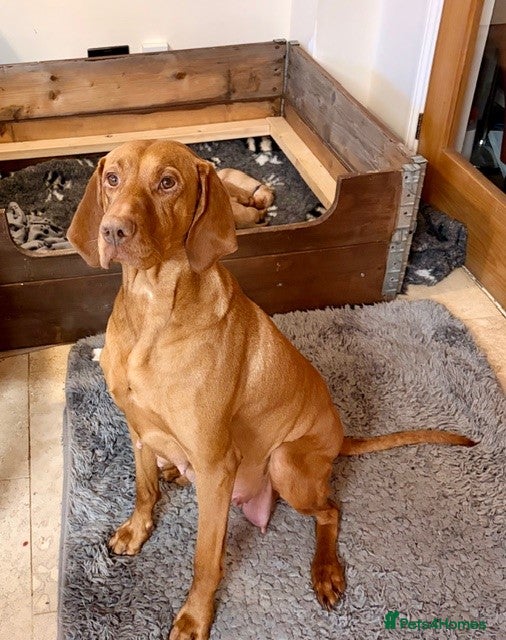 Hungarian Vizsla dogs Bonnie Hungarian Vizsla - Advert 1