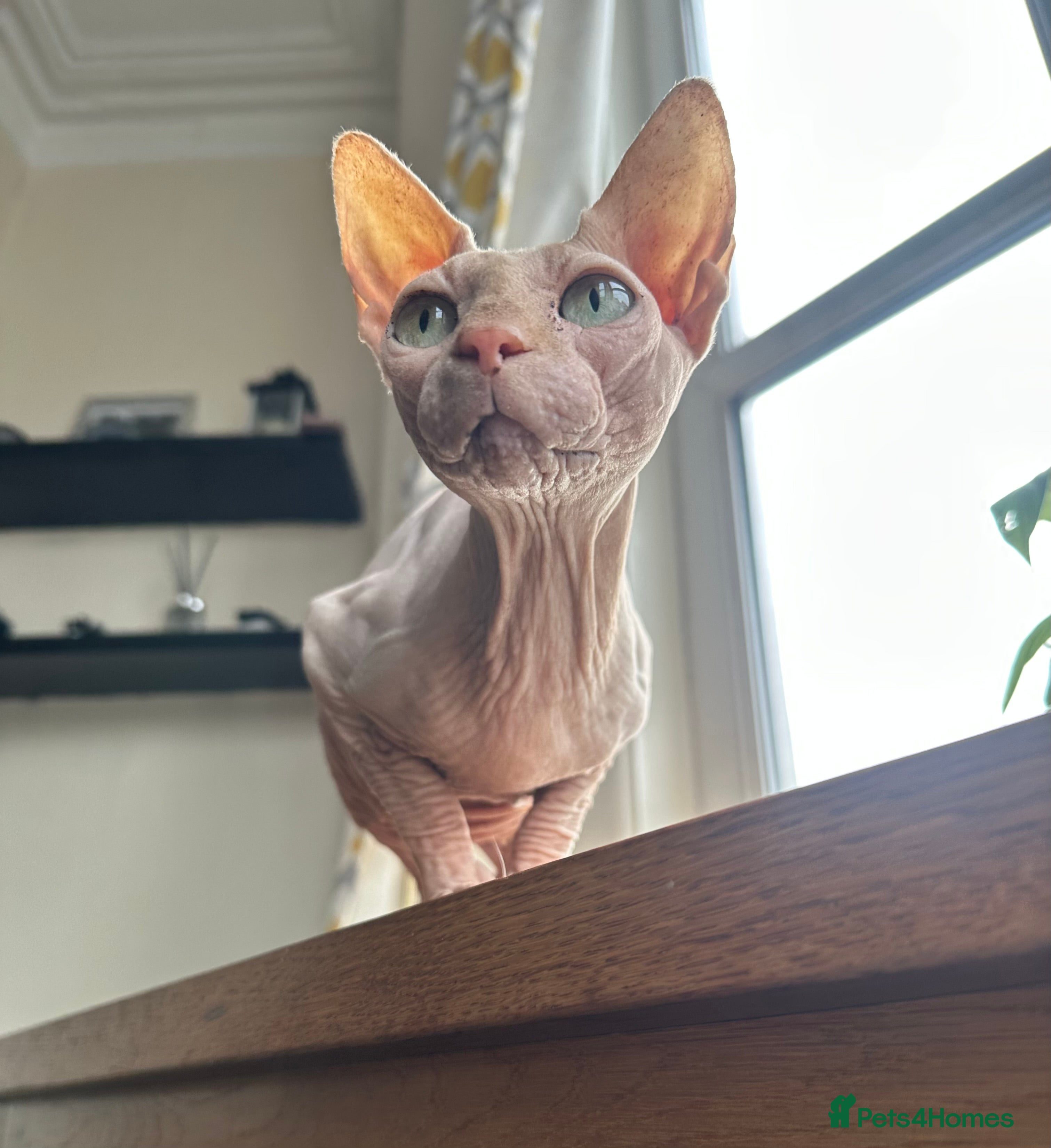 Sphynx cats Pink female Sphynx for sale  - Advert 12
