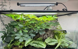 Gecko reptiles for sale: Crested Gecko & Full Established Bioactive Setup - Image 2