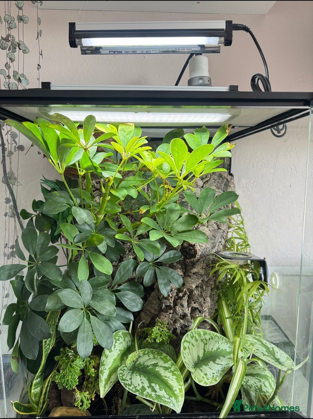 Gecko reptiles for sale: Crested Gecko & Full Established Bioactive Setup - Image 2