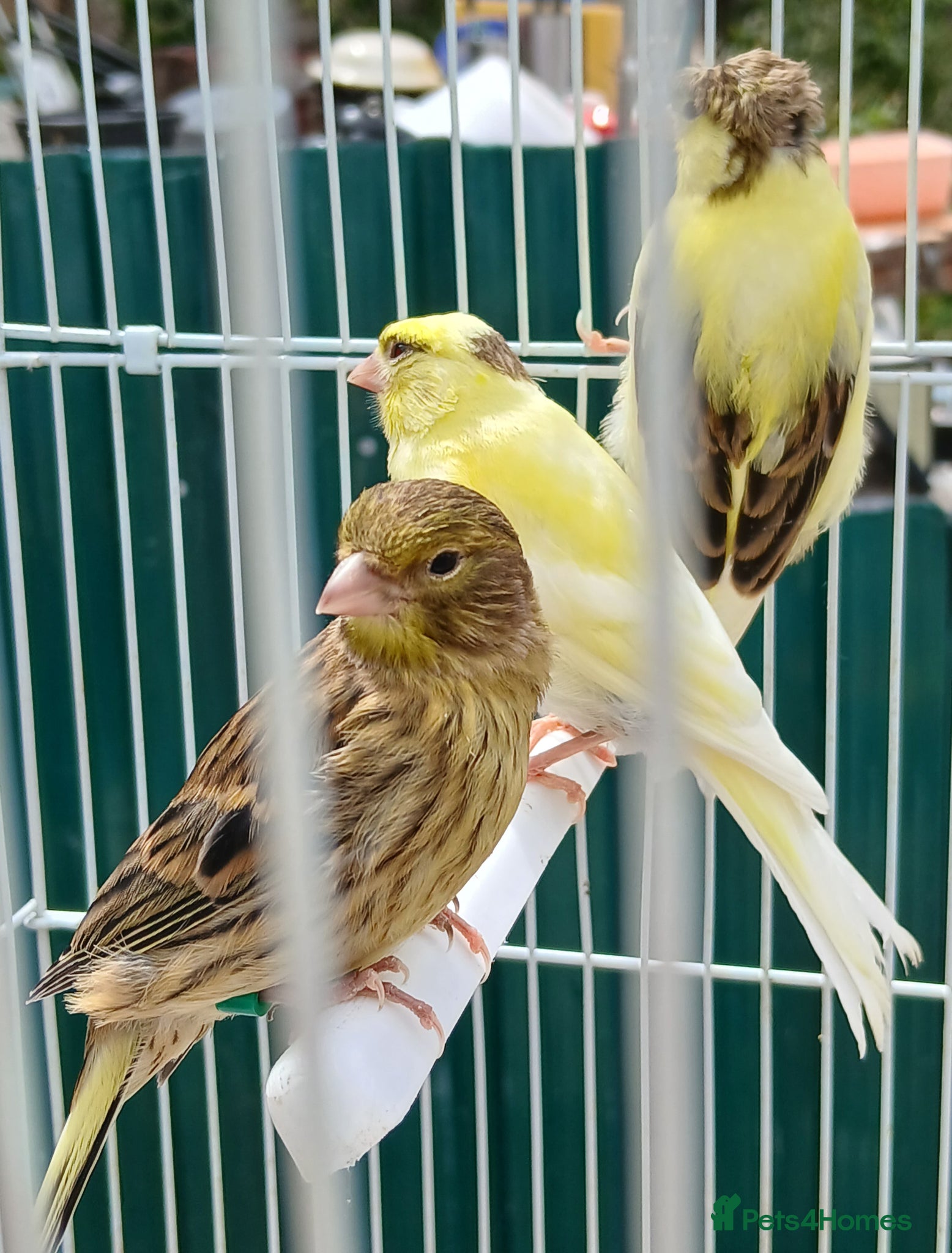 Canaries birds for sale: Canaries mixed Canaries  - Advert 13