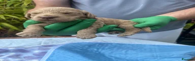 Cockapoo 1 